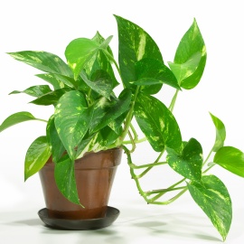 Breathe Easier with Houseplants